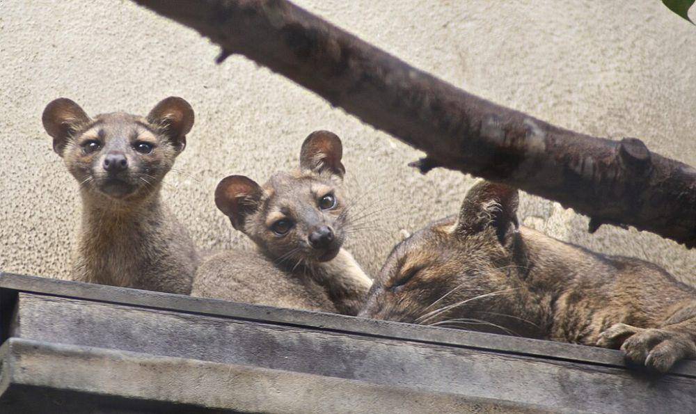 Fossa (commons.wikimedia.org/Jean Ogden)