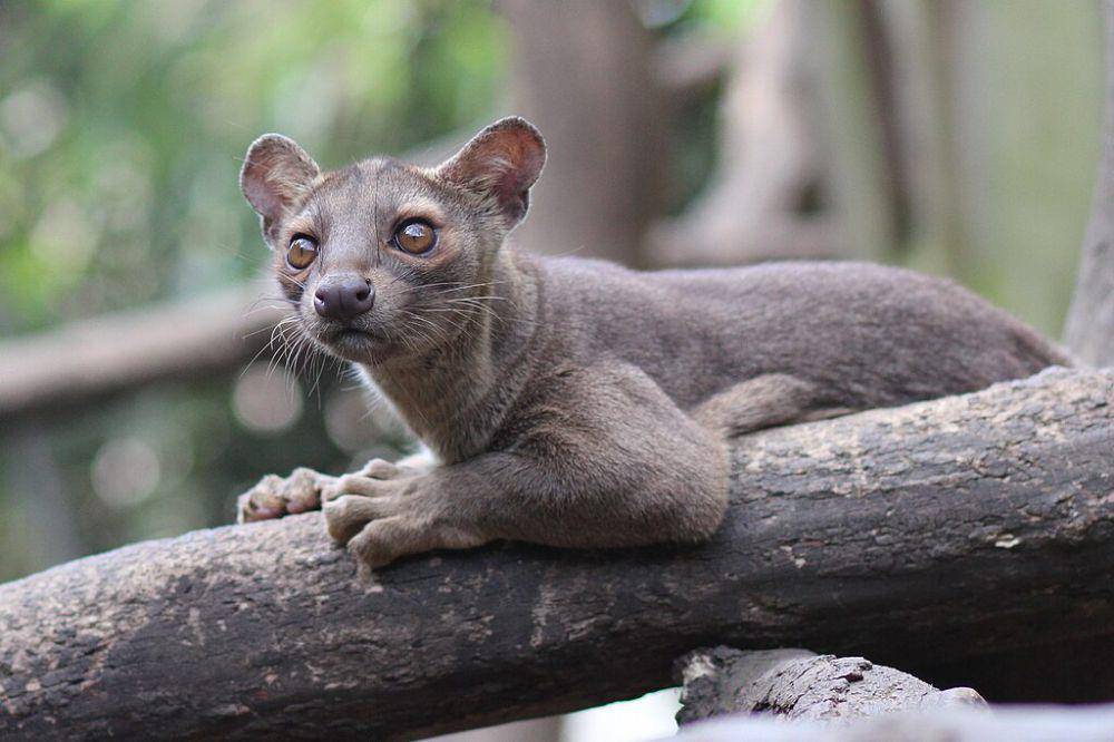 Fossa (commons.wikimedia.org/zoofanatic)