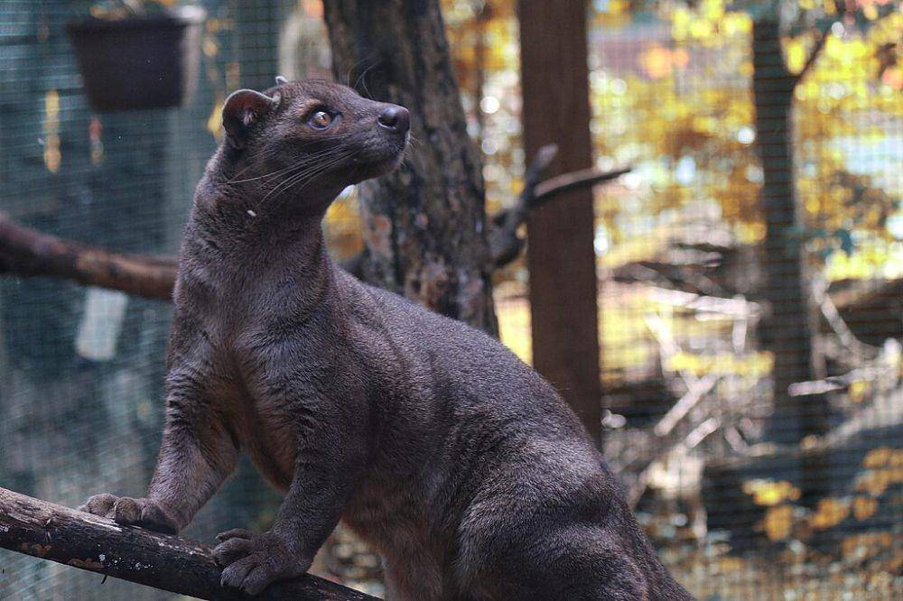 Fossa (commons.wikimedia.org/Raynewright)