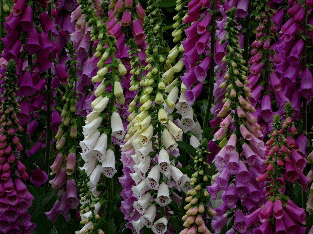 Foxglove tumbuh tinggi. (pixabay.com/Christina Strauch)