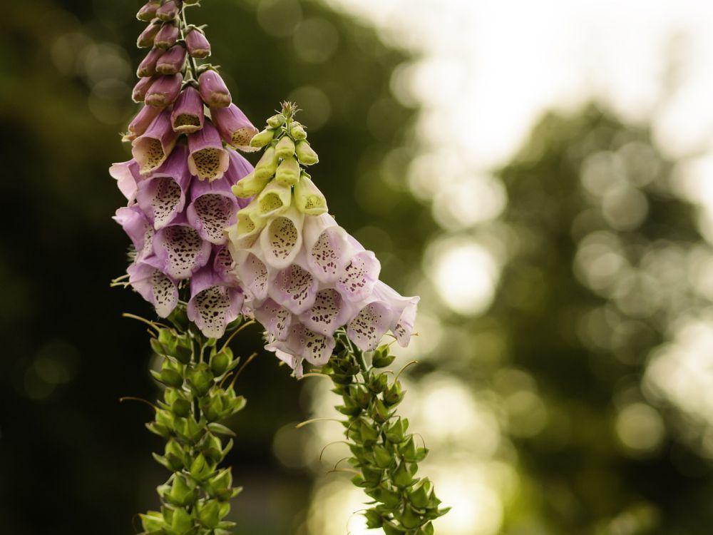 5 Fakta Unik Foxglove, Tanaman Cantik yang Beracun