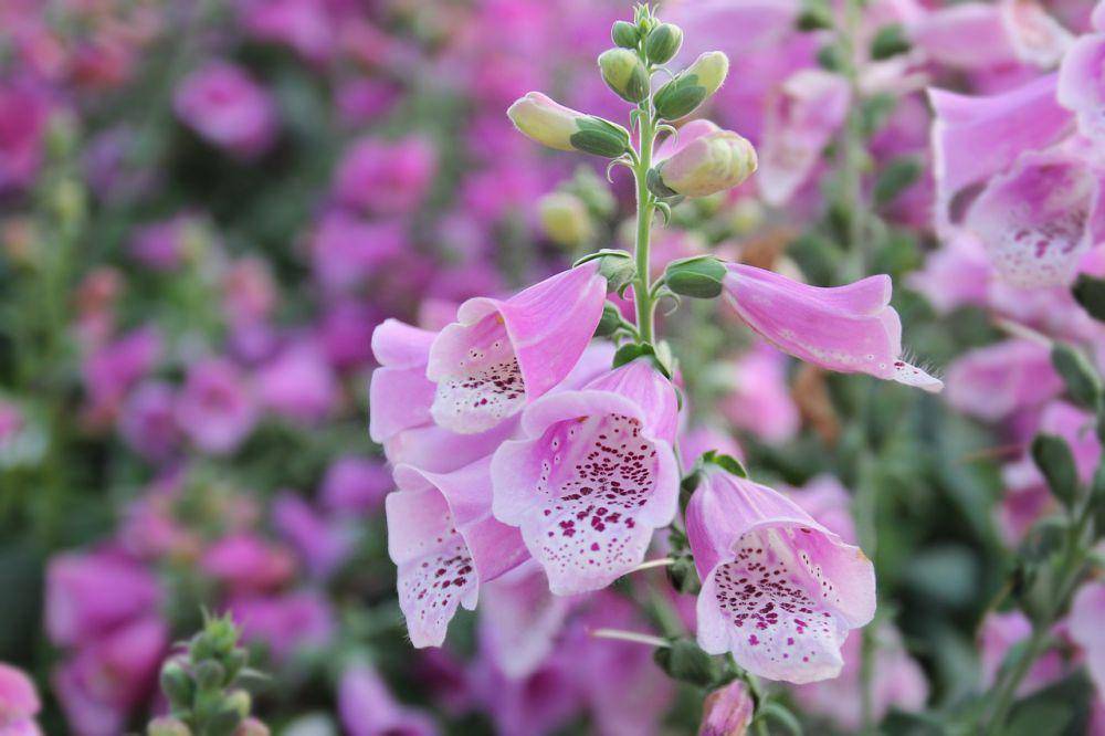 Tanaman foxglove. (pixabay.com/M Ameen)