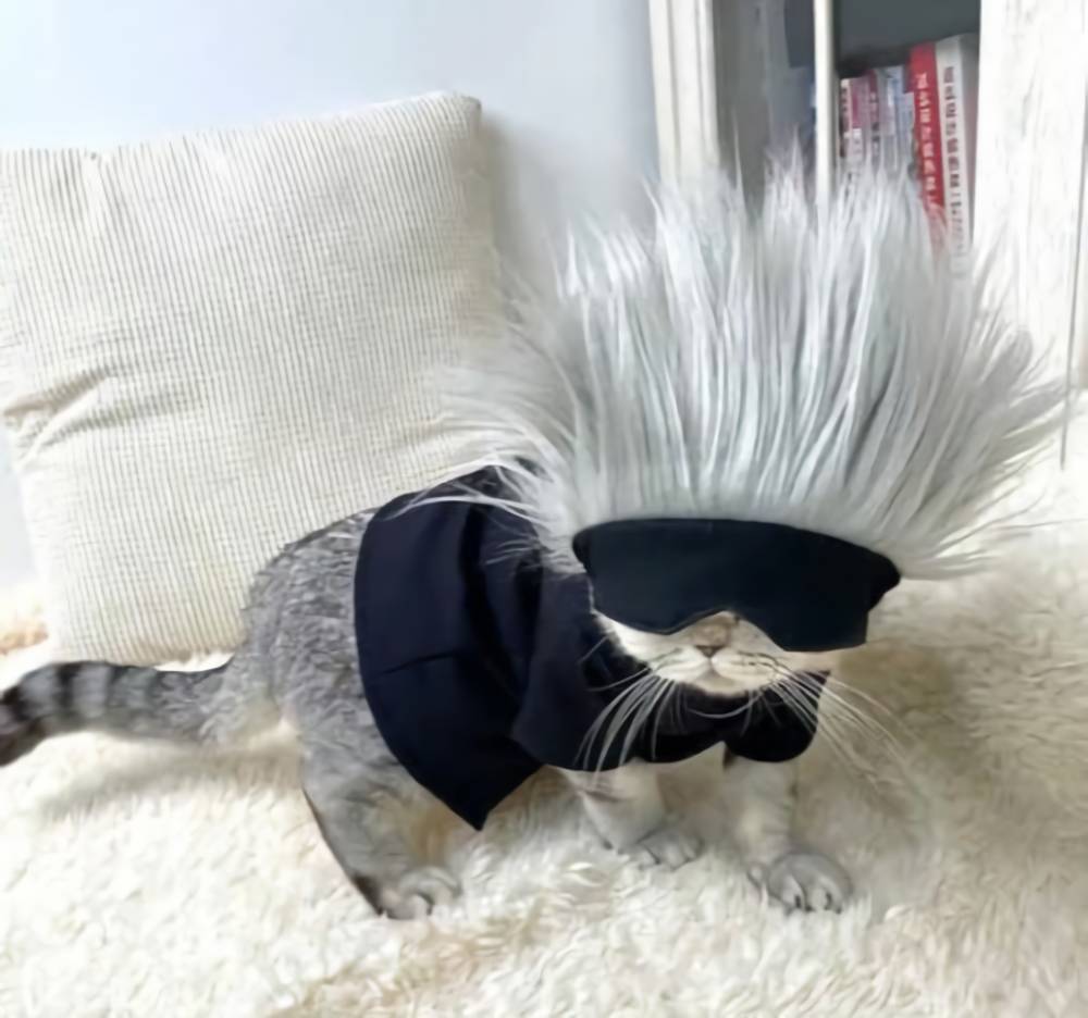 foto lucu kucing cosplay Satoru Gojo Jujutsu Kaisen (reddit.com/deleted)