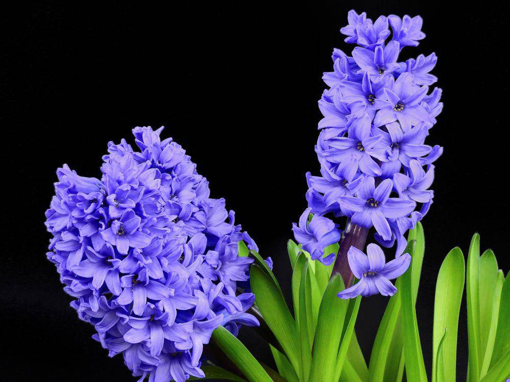 ilustrasi bunga Hyacinth (pixabay.com/Bruno)