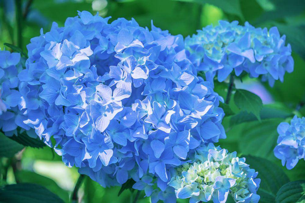 ilustrasi bunga Hydrangea (pixabay.com/Couleur)