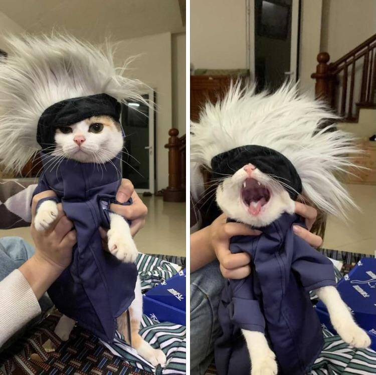 foto lucu kucing cosplay Satoru Gojo Jujutsu Kaisen (reddit.com/stablerbroom02)
