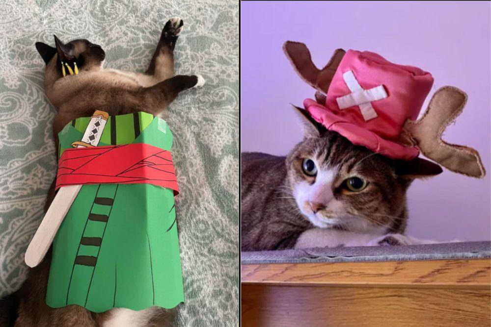 kolase foto lucu kucing cosplay karakter One Piece (reddit.com/FireCat115 I reddit.com/chinita_s)