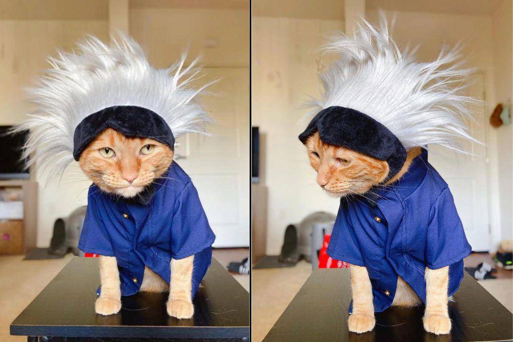 foto lucu kucing cosplay Satoru Gojo Jujutsu Kaisen (reddit.com/wafflethetabby)