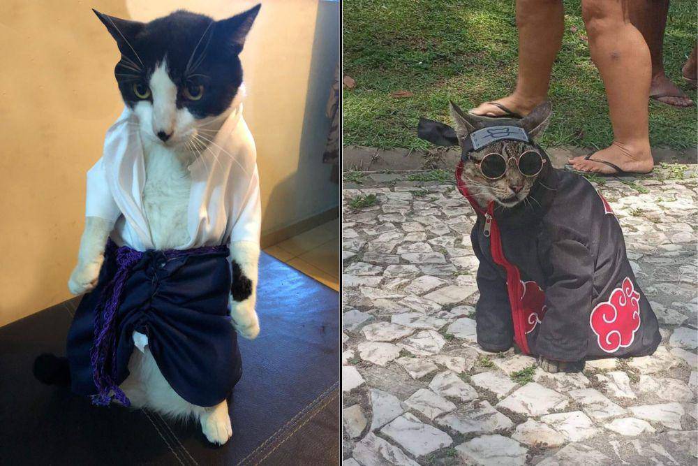 kolase foto lucu kucing cosplay karakter di anime Naruto (reddit.com/fifomicas I reddit.com/deleted)