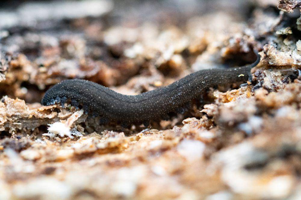 Cacing beludru (inaturalist.org/Magriet B)