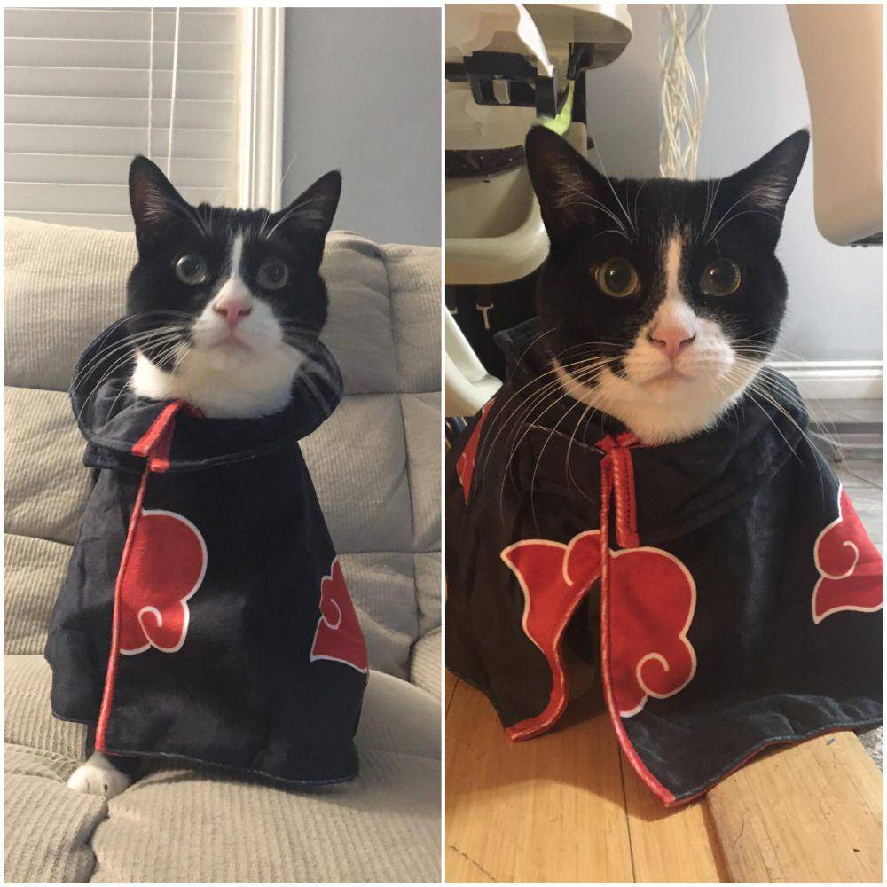 foto lucu kucing cosplay karakter di anime Naruto (reddit.com/vladamaka)