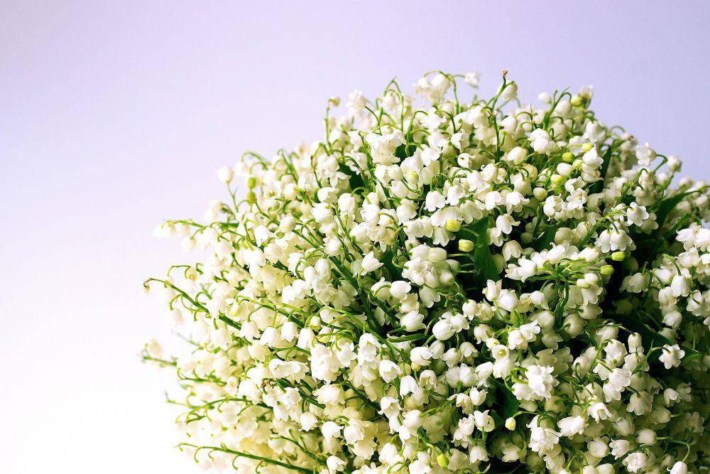 ilustrasi bunga Lily of the valley (pixabay.com/AlinaCMusat)