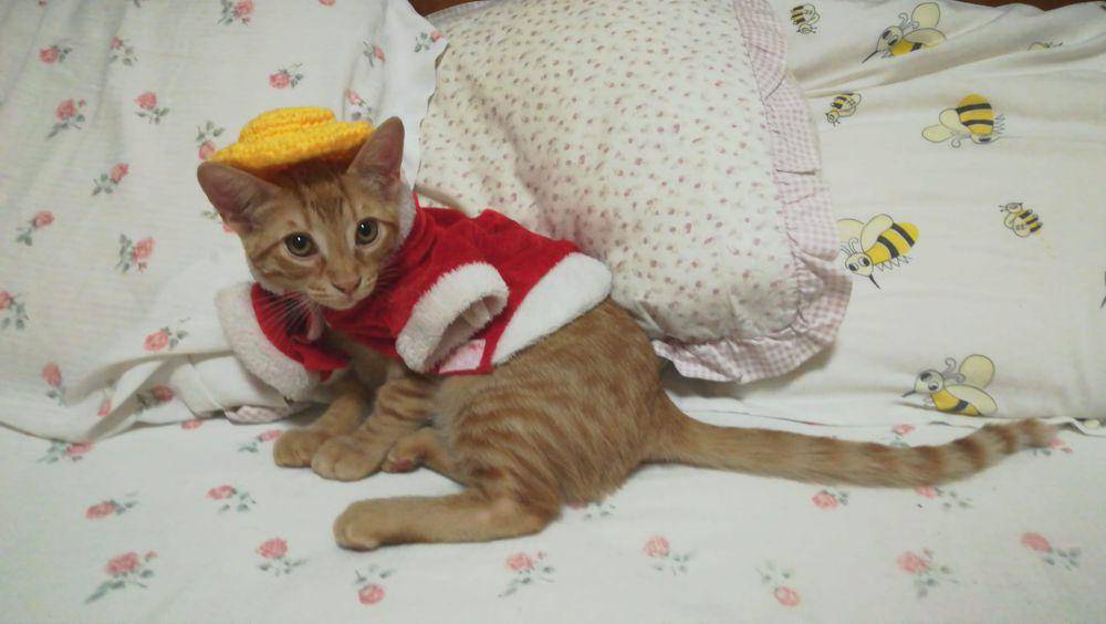 foto lucu kucing cosplay karakter One Piece (reddit.com/joshi97)