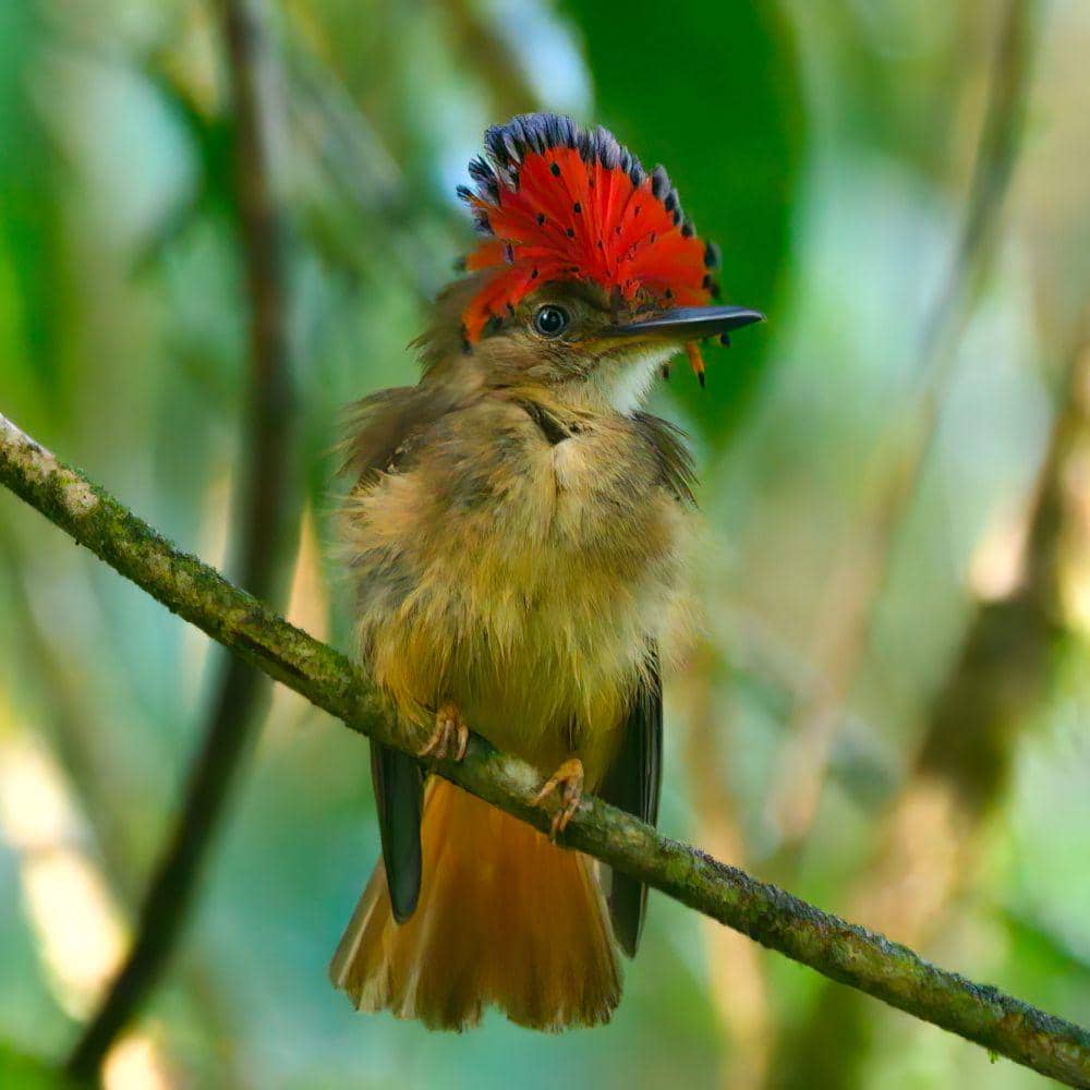 Royal flycatcher mampu menangkap mangsa di udara (inaturalist.org/Mike Melton)