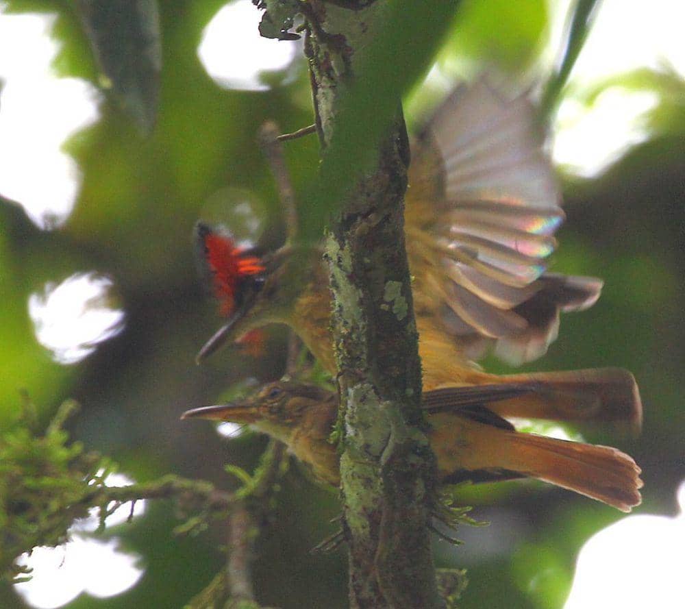 Royal flycatcher lebih dari satu spesies (inaturalist.org/carmelo_lopez)