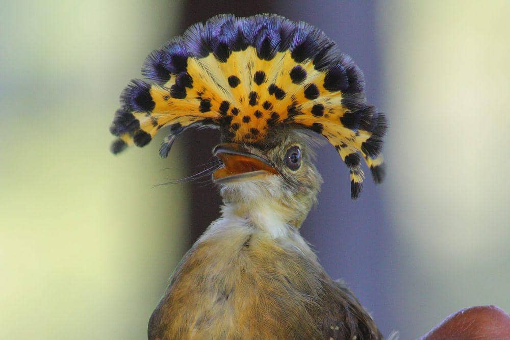 Royal flaycatcher memiliki perilaku kawin yang unik (inaturalist.org/ctejeda)