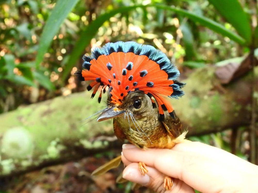 Royal flycatcher tidak migarasi (inaturalist.org/mairasantos)