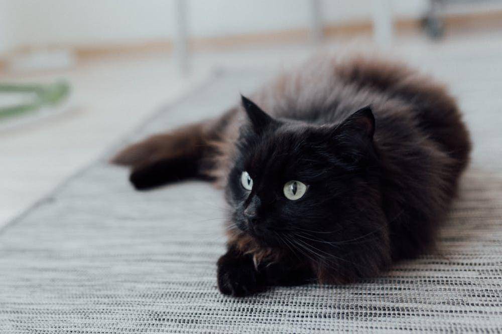Kucing hitam (Pexels/Arina Krasnikova)