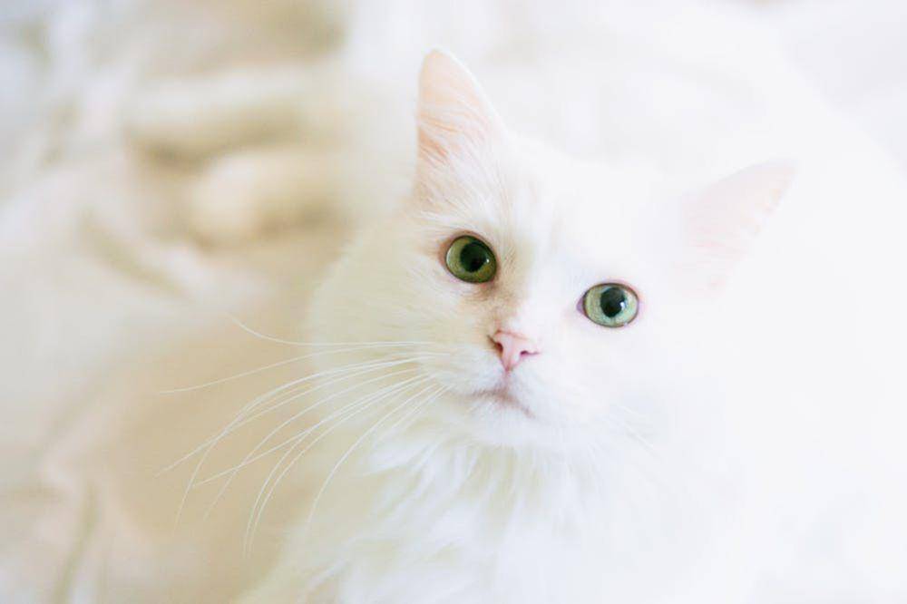 Kucing putih yang imut (Pexels/Emhopper)
