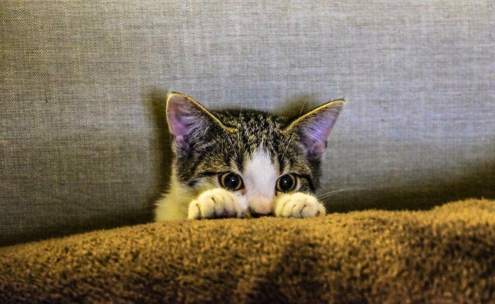 150 Nama Kucing yang Terinspirasi dari Makanan dan Minuman