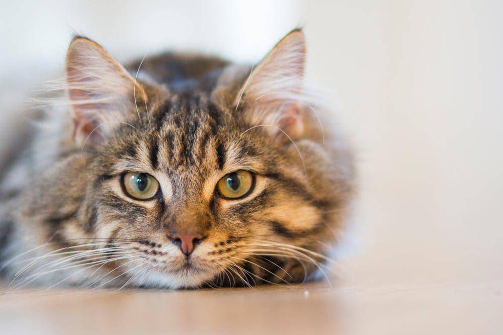 Kucing tabby yang lucu (Pexels/Ingewallu)