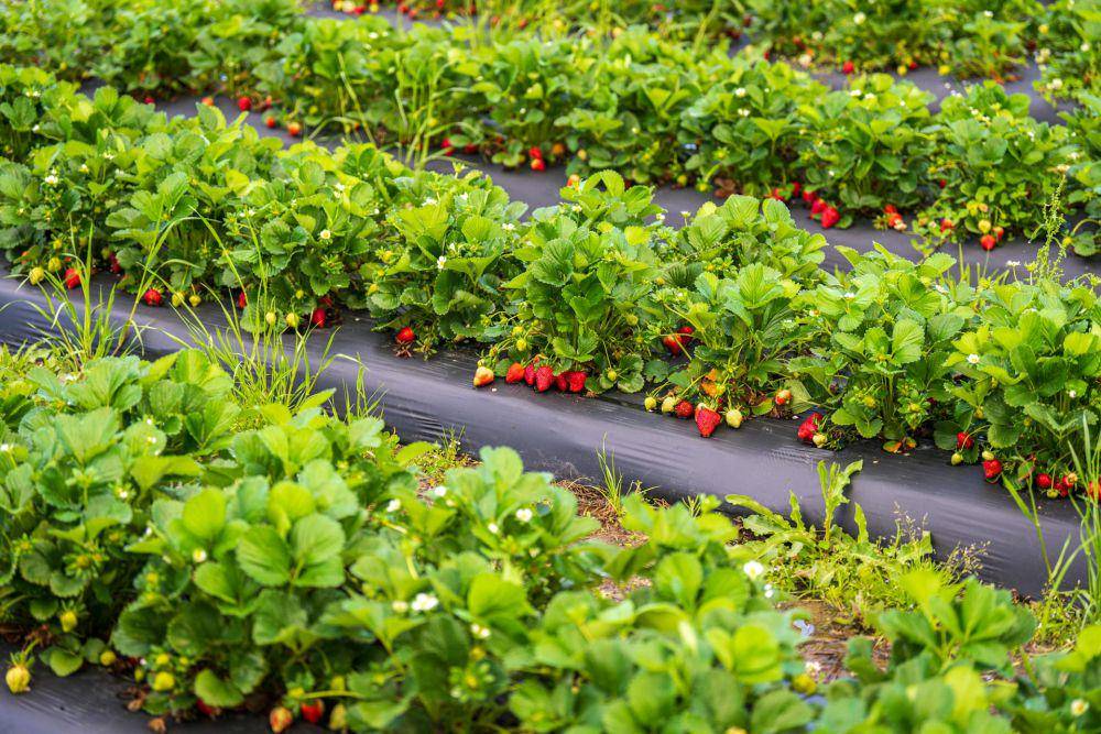 kebun stroberi (pexels.com/Mark Stebnicki)