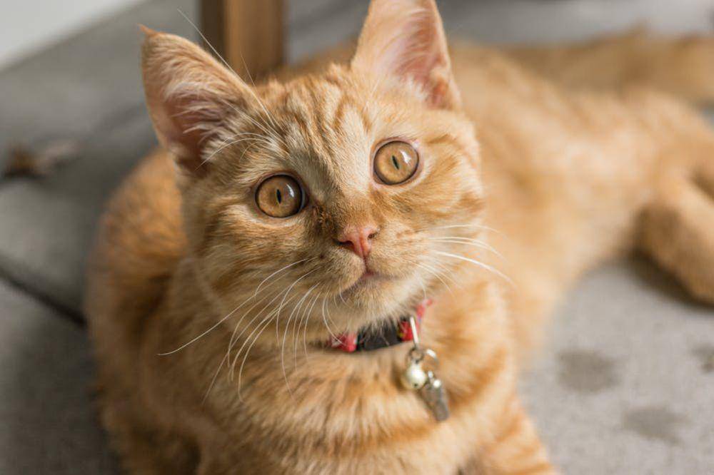 Kucing tabby orange (Pexels/Matheus Guimarães )