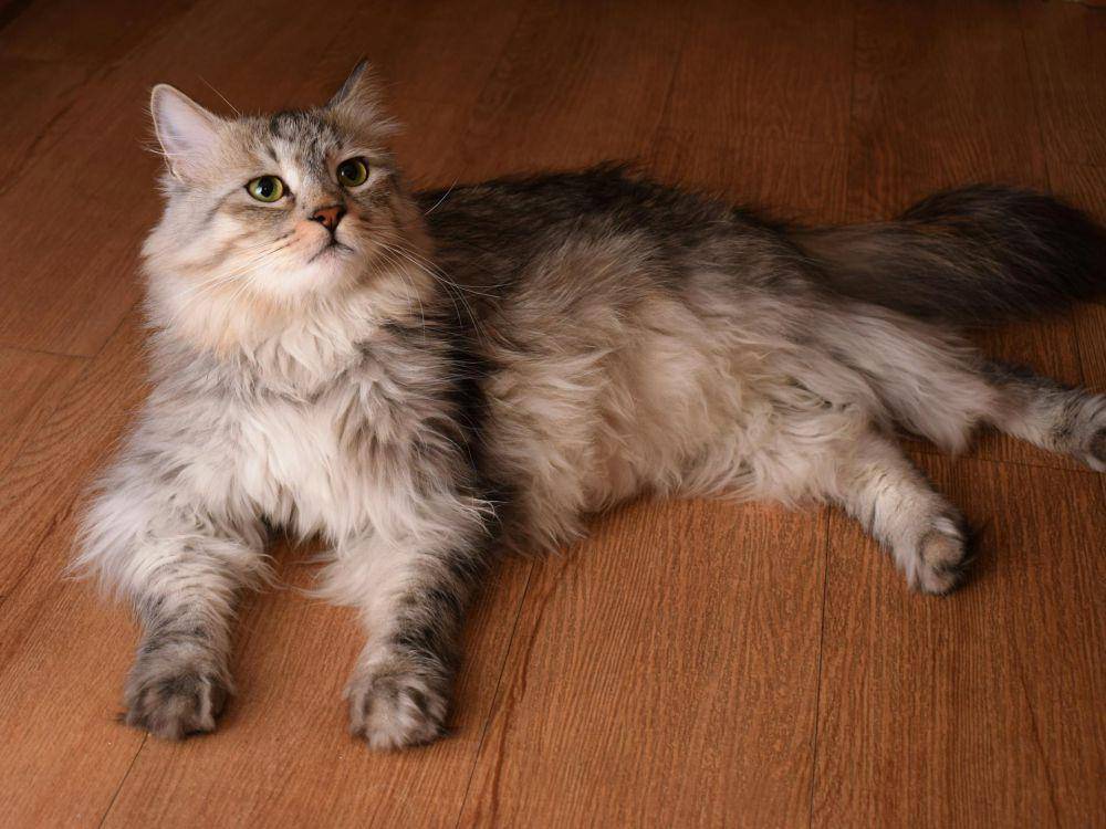 ilustrasi kucing berada di atas lantai vinyl (pexels.com/Vahab Ghadiri)