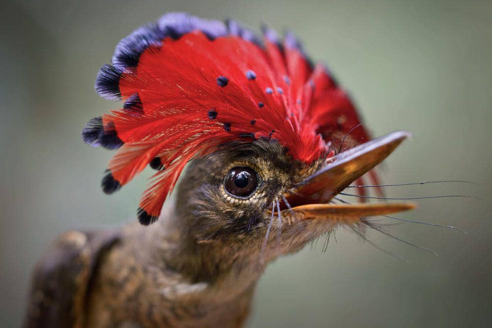 Royal Flycatcher dibangun dengan tanaman liar (commons.wikimedia.org/Tom Ambrose)