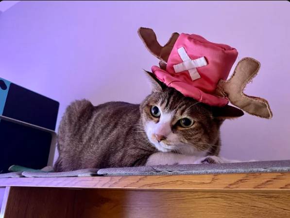 foto lucu kucing cosplay karakter One Piece (reddit.com/chinita_s)