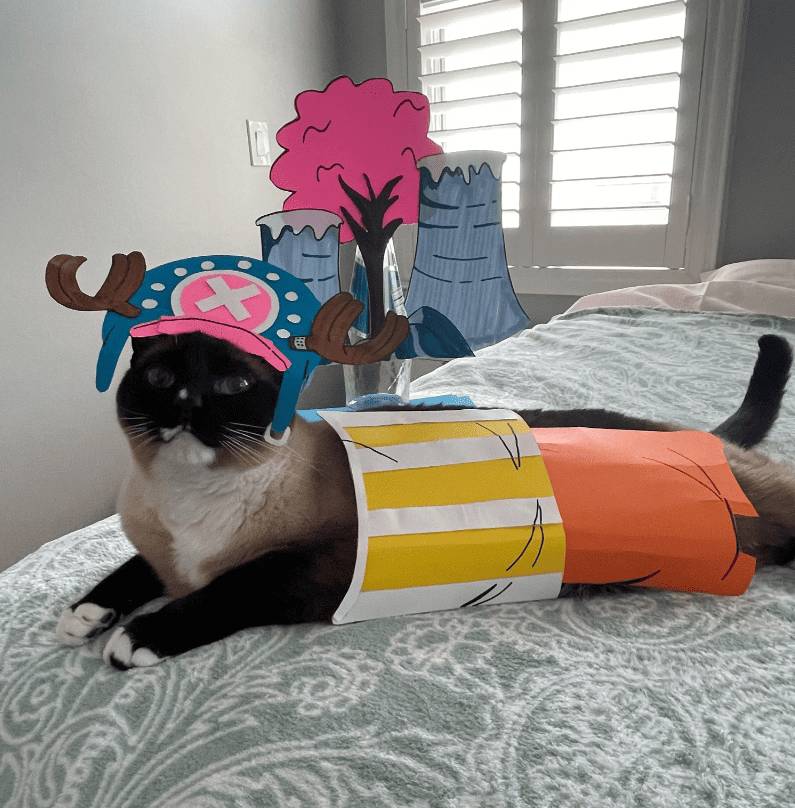 foto lucu kucing cosplay karakter One Piece (reddit.com/FireCat115)