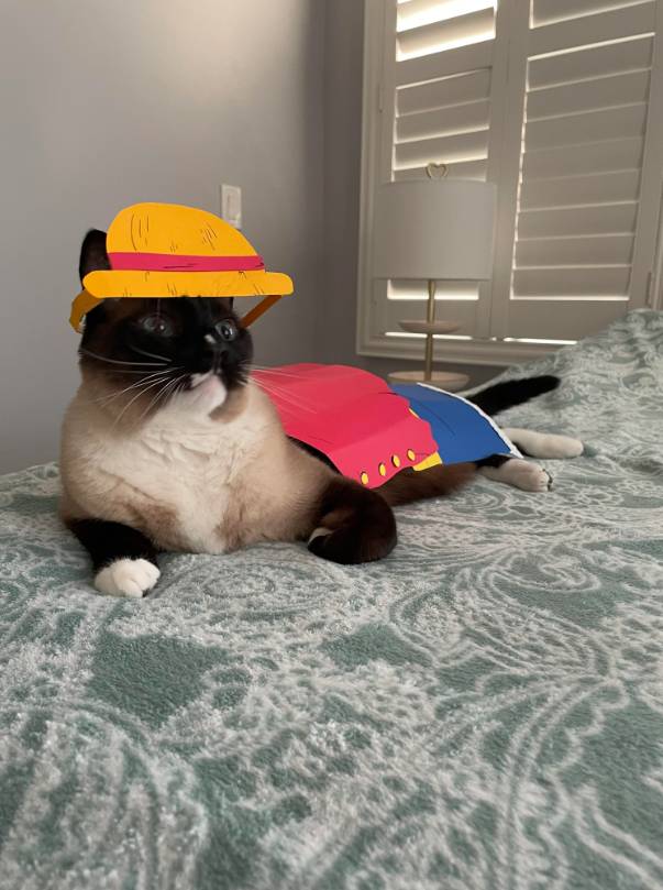 foto lucu kucing cosplay karakter One Piece (reddit.com/FireCat115)