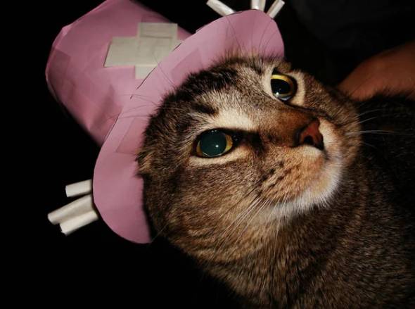 foto lucu kucing cosplay karakter One Piece (reddit.com/azuzud)
