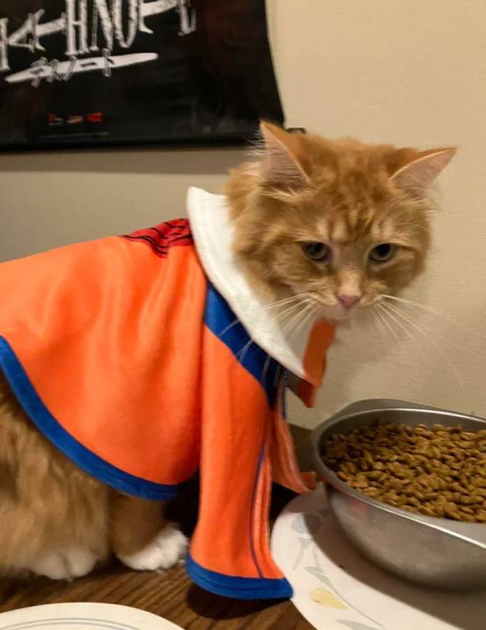 foto lucu kucing cosplay karakter di anime Naruto (reddit.com/TaeyeonUchiha)