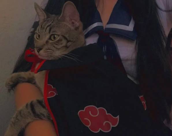 foto lucu kucing cosplay karakter di anime Naruto (reddit.com/deleted)