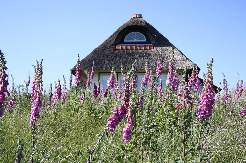 Foxglove. (pixabay.com/Ilse Brouwer)