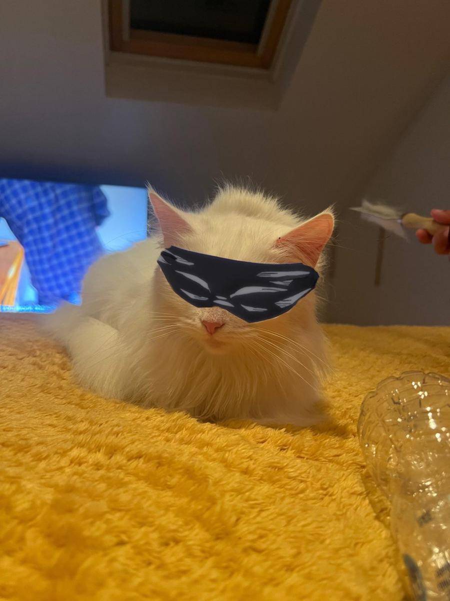 foto lucu kucing cosplay Satoru Gojo Jujutsu Kaisen (reddit.com/Adam1of9)
