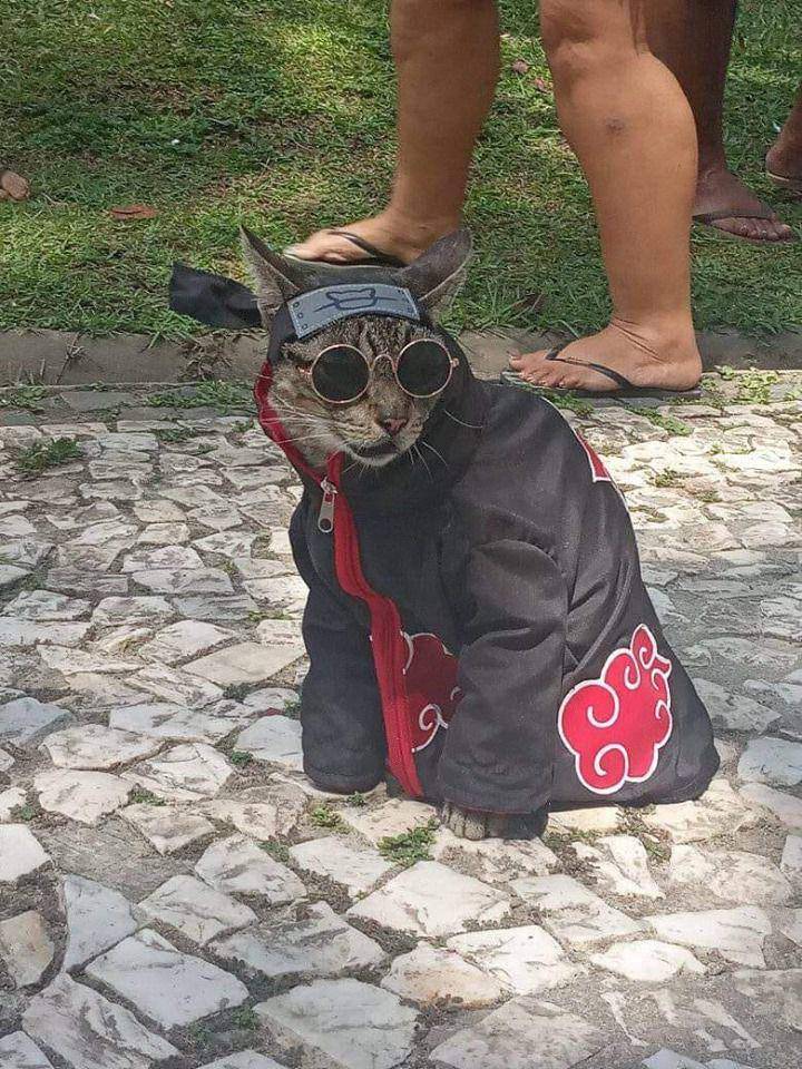 foto lucu kucing cosplay karakter di anime Naruto (reddit.com/deleted)