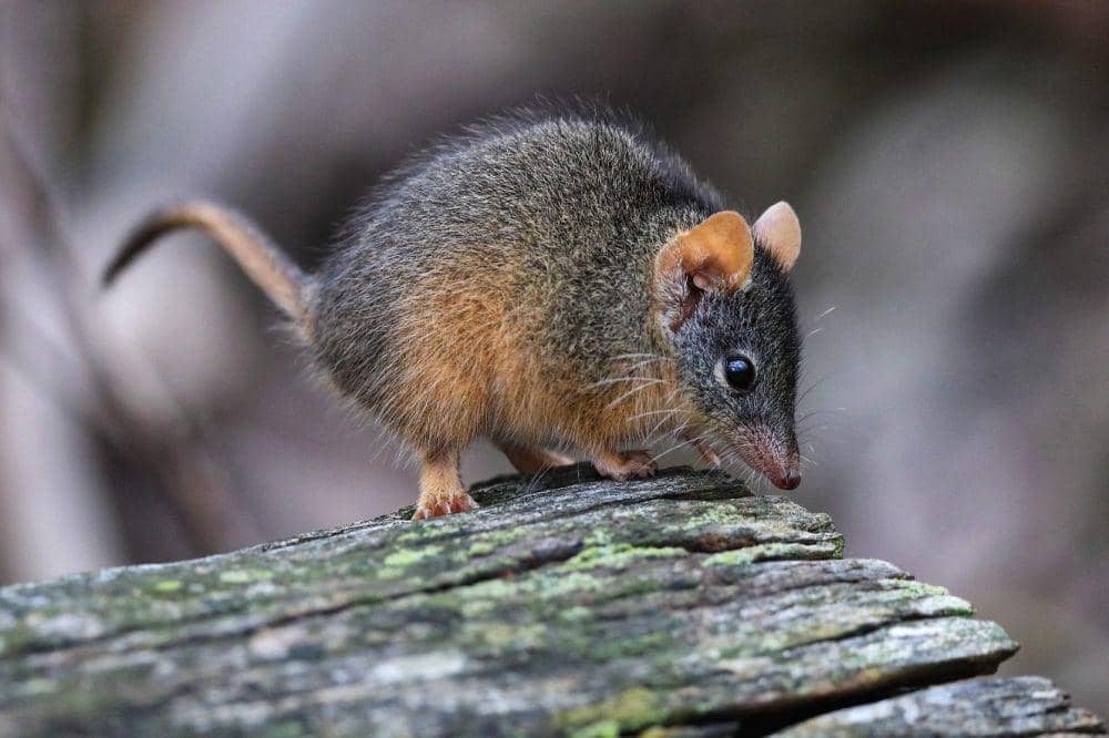 potret tikus berkantung marsupial (commons,wikimedia.org/patrick kavanagh)