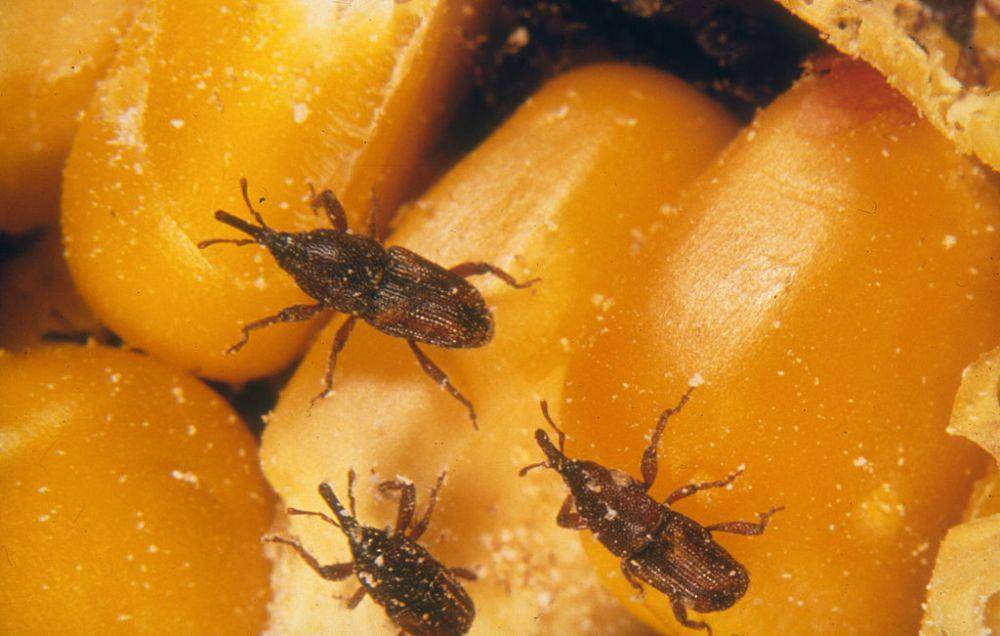 Sitophilus oryzae, kutu beras, atau rice weevil. (commons.wikimedia.org/CSIRO)