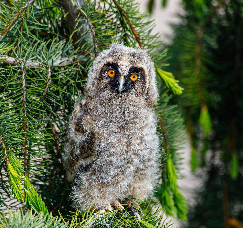 Long-eared owl (commons.m.wikimedia.org/Friedrich Haag)