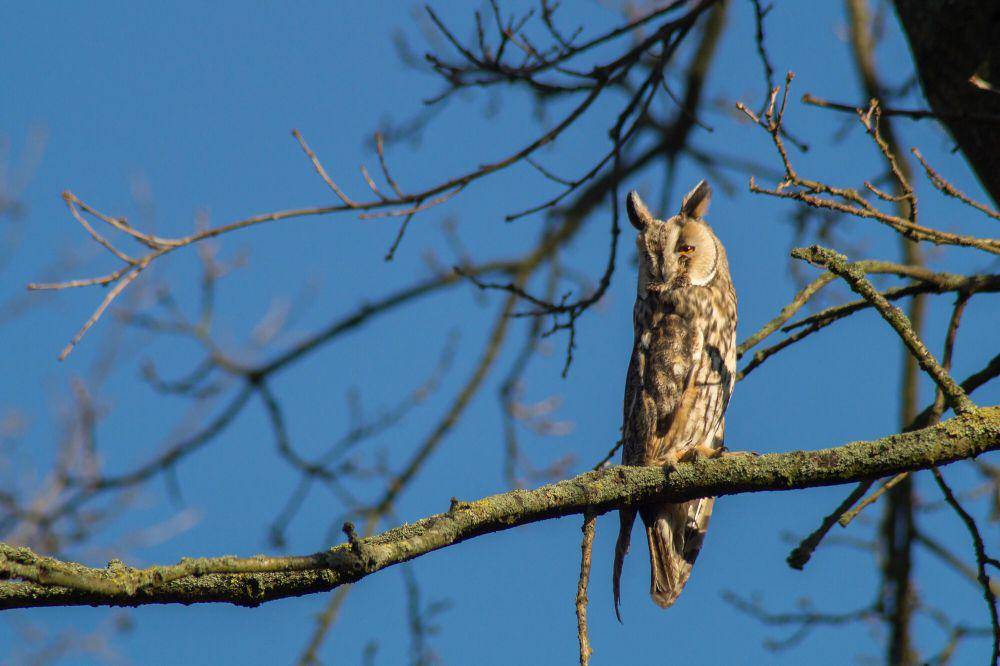 Long-eared owl (commons.m.wikimedia.org/Timo Ze)