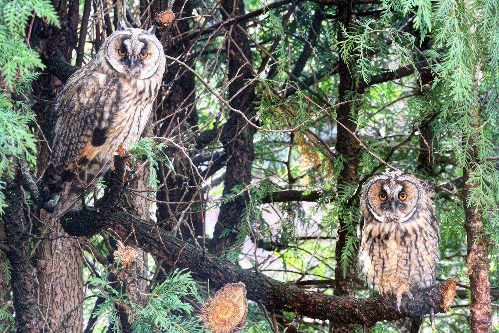 Long-eared owl (commons.m.wikimedia.org/ThomasLendt)