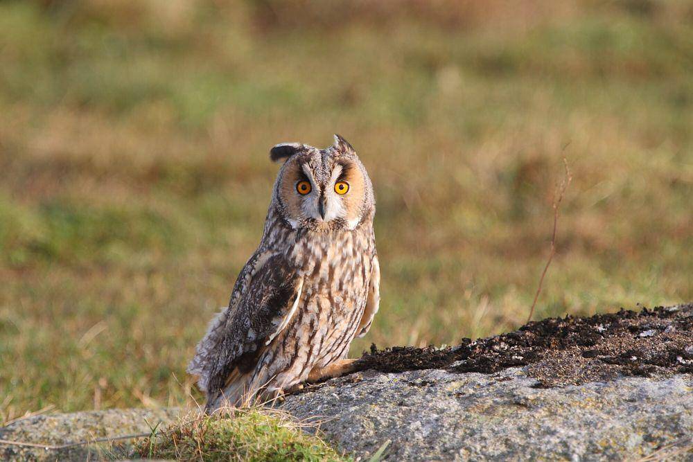 Long-eared owl (commons.m.wikimedia.org/Marton Berntsen)