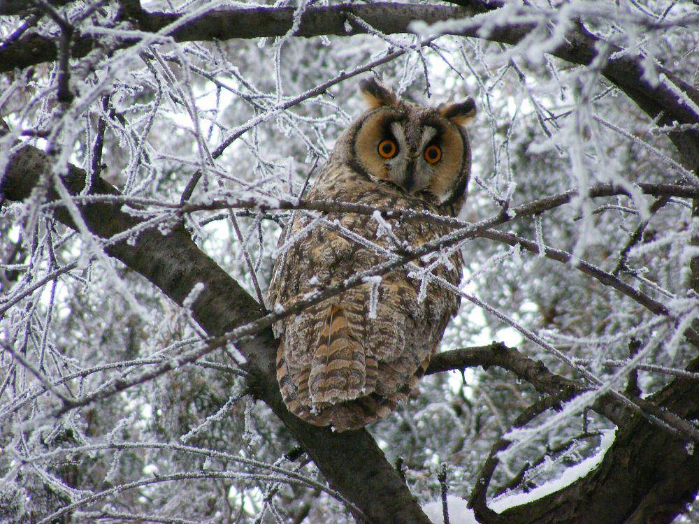 Long-eared owl (commons.m.wikimedia.org/Palven)