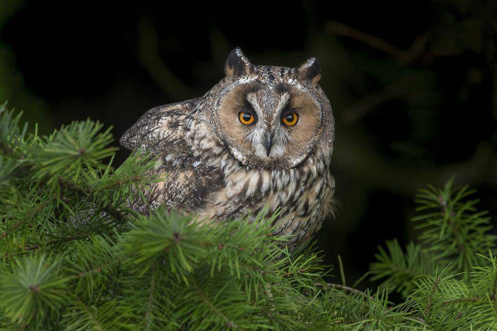 Long-eared owl (commons.m.wikimedia.org/Caroline Legg)