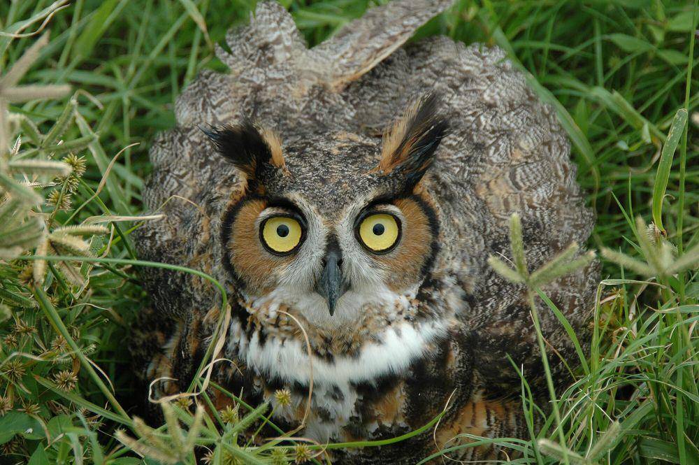 Long-eared owl (commons.m.wikimedia.org/NASA)