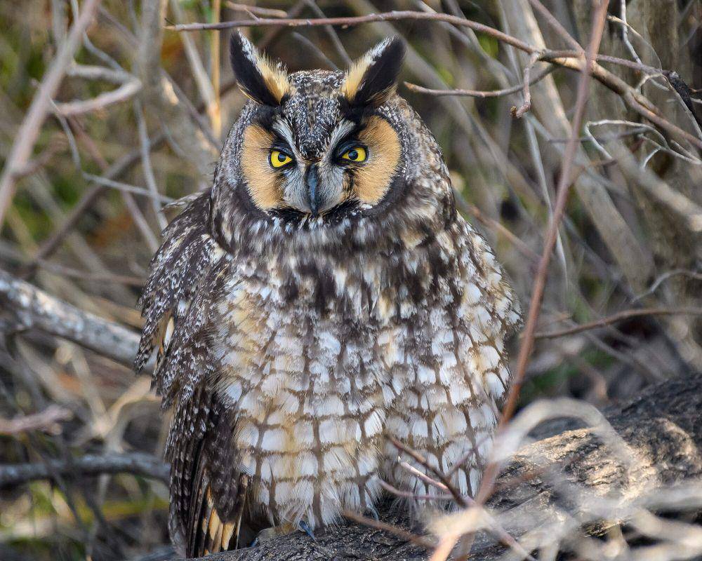 Long-eared owl (commons.m.wikimedia.org/Becky Matsubara)