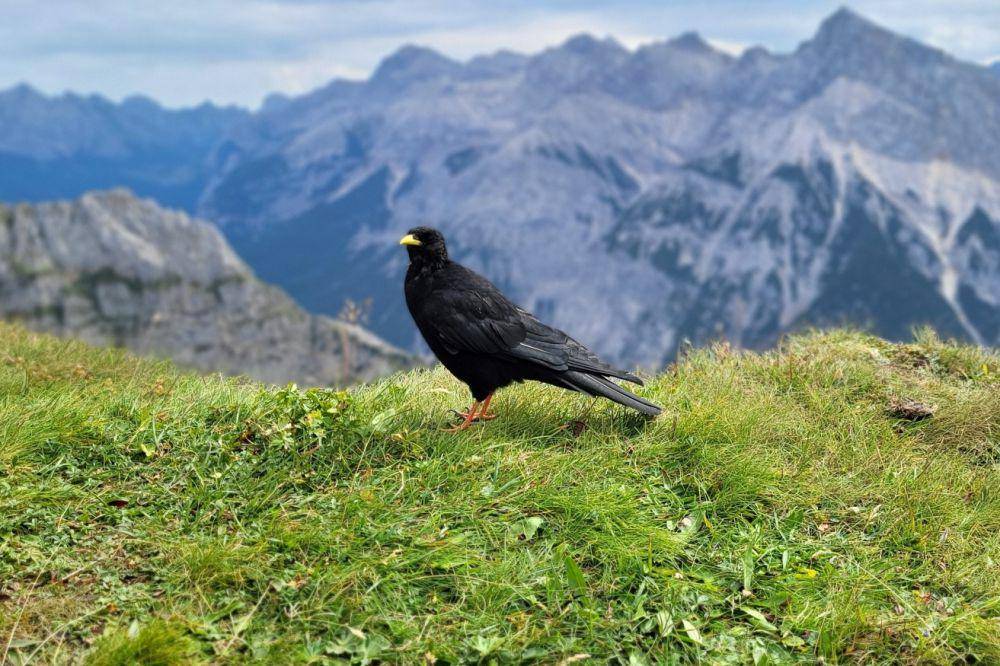 Chough alpen (inaturalist.org/lycaena_kf)