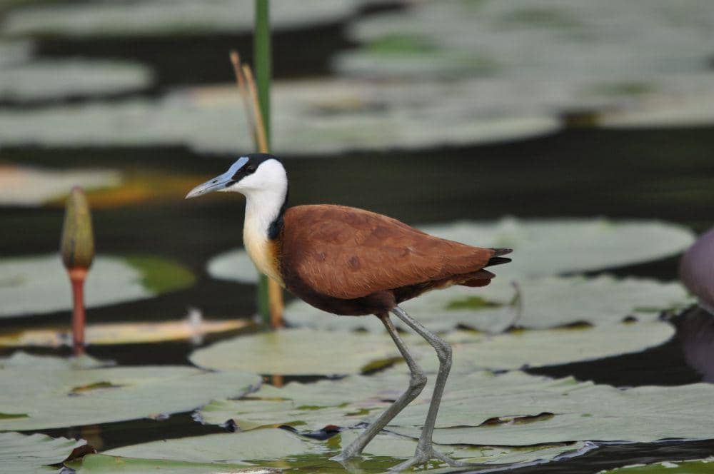 African Jacana (pixabay.com/leonbasson)